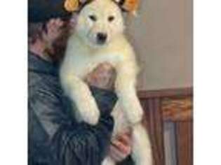 Alaskan Malamute Puppy for sale in Rensselaer, IN, USA