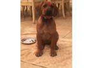 Rhodesian Ridgeback Puppy for sale in Eastland, TX, USA