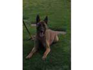 Belgian Malinois Puppy for sale in Fontana, CA, USA