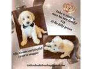 Goldendoodle Puppy for sale in Saint Marys, KS, USA