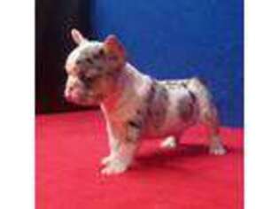 French Bulldog Puppy for sale in Milan, MO, USA