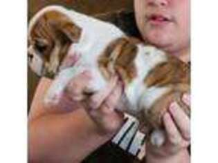 Bulldog Puppy for sale in Manchester, CT, USA