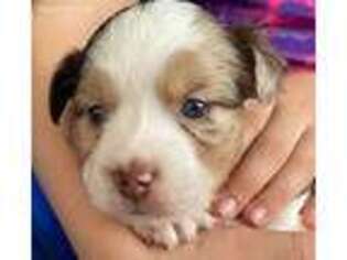 Miniature Australian Shepherd Puppy for sale in Guysville, OH, USA