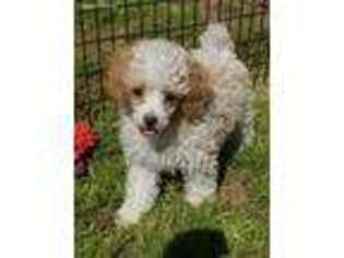 Mutt Puppy for sale in Edgemoor, SC, USA