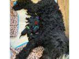 Black Russian Terrier Puppy for sale in Roberts, MT, USA