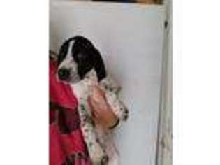 German Shorthaired Pointer Puppy for sale in Independence, MO, USA