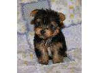 Yorkshire Terrier Puppy for sale in Loveland, CO, USA