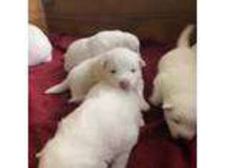 Samoyed Puppy for sale in Glasgow, KY, USA
