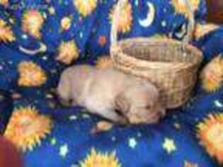 Golden Retriever Puppy for sale in Amity, MO, USA