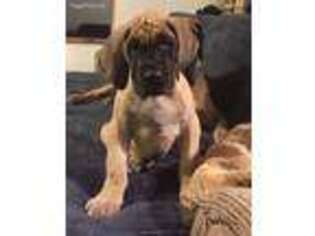 Great Dane Puppy for sale in Amery, WI, USA