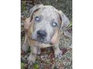 Cane Corso Puppy for sale in Hamilton, MO, USA