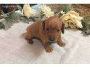 Dachshund Puppy for sale in Saint Amant, LA, USA