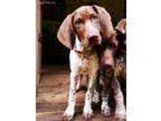German Shorthaired Pointer Puppy for sale in Buckhead, GA, USA