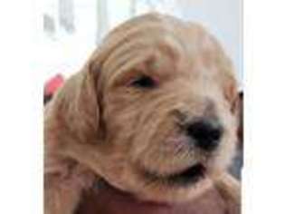 Goldendoodle Puppy for sale in Pemberton, NJ, USA