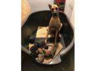 Great Dane Puppy for sale in Fredericksburg, IN, USA