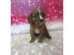 Cavalier King Charles Spaniel Puppy for sale in Scales Mound, IL, USA