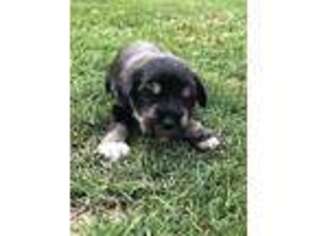 Mutt Puppy for sale in Rices Landing, PA, USA