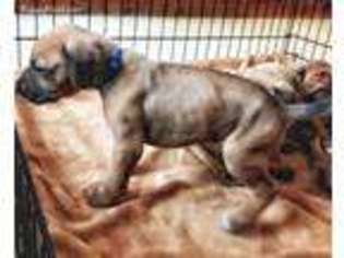 Rhodesian Ridgeback Puppy for sale in Granite Falls, NC, USA