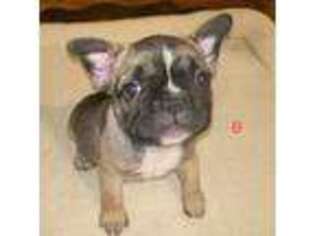 French Bulldog Puppy for sale in Creston, IA, USA