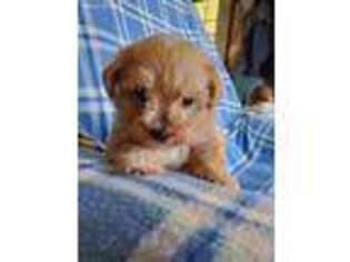 Mutt Puppy for sale in Alpha, KY, USA