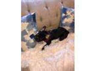 French Bulldog Puppy for sale in Verona, WI, USA