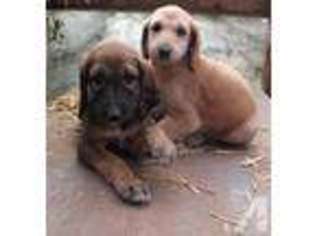 Afghan Hound Puppy for sale in OAKVILLE, WA, USA