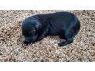 Labradoodle Puppy for sale in Rock Valley, IA, USA