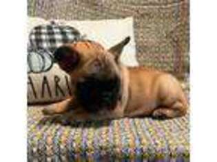 French Bulldog Puppy for sale in Harrisonville, MO, USA