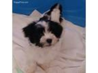 Havanese Puppy for sale in Crystal River, FL, USA