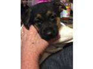 German Shepherd Dog Puppy for sale in Santee, SC, USA