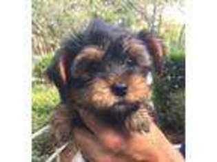 Yorkshire Terrier Puppy for sale in Homosassa, FL, USA
