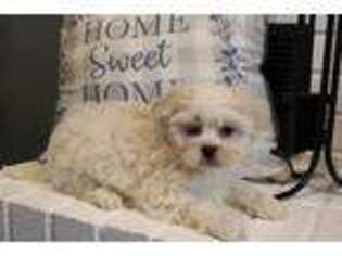 Mutt Puppy for sale in Hamilton, OH, USA