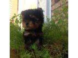 Yorkshire Terrier Puppy for sale in Lafayette, LA, USA