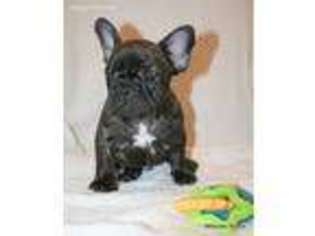 French Bulldog Puppy for sale in Salem, AL, USA