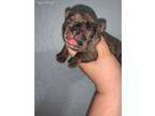 French Bulldog Puppy for sale in Ocala, FL, USA