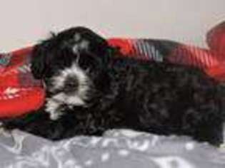 Shih-Poo Puppy for sale in Two Rivers, WI, USA