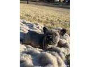 French Bulldog Puppy for sale in Germantown, TN, USA