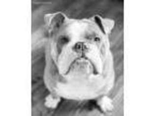 Bulldog Puppy for sale in Hubbard, TX, USA