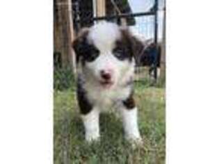 Australian Shepherd Puppy for sale in Cartersville, GA, USA