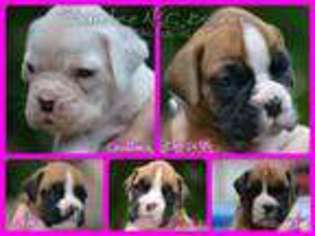 Boxer Puppy for sale in SPRING, TX, USA