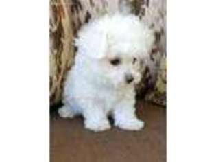 Maltese Puppy for sale in Louise, TX, USA
