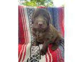 Labradoodle Puppy for sale in Camden, IN, USA