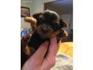 Yorkshire Terrier Puppy for sale in Nixa, MO, USA