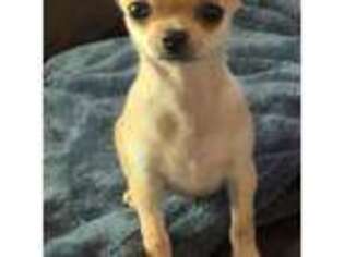 Chihuahua Puppy for sale in Brooksville, FL, USA
