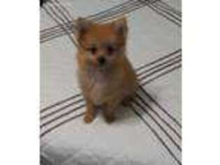 Pomeranian Puppy for sale in Westville, OK, USA