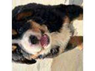 Bernese Mountain Dog Puppy for sale in Baird, TX, USA