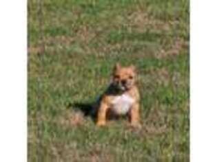 Mutt Puppy for sale in Athens, TN, USA