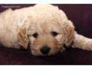Goldendoodle Puppy for sale in Norfolk, NE, USA