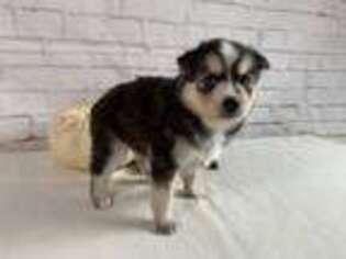 Siberian Husky Puppy for sale in Atwood, IL, USA
