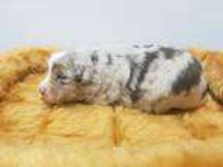 Miniature Australian Shepherd Puppy for sale in Bogart, GA, USA